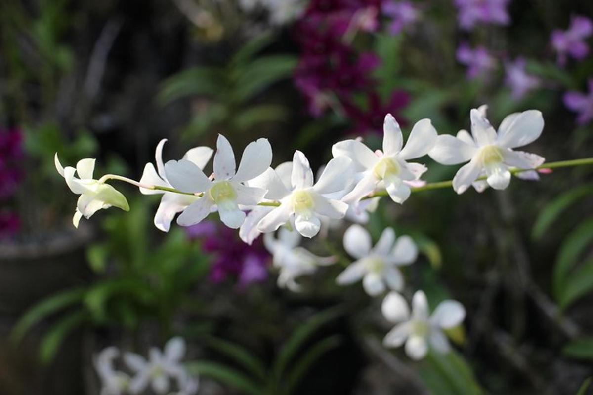 a group of white flowers in a garden