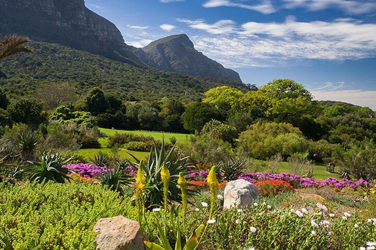 Un jardín con flores y una montaña al fondo.