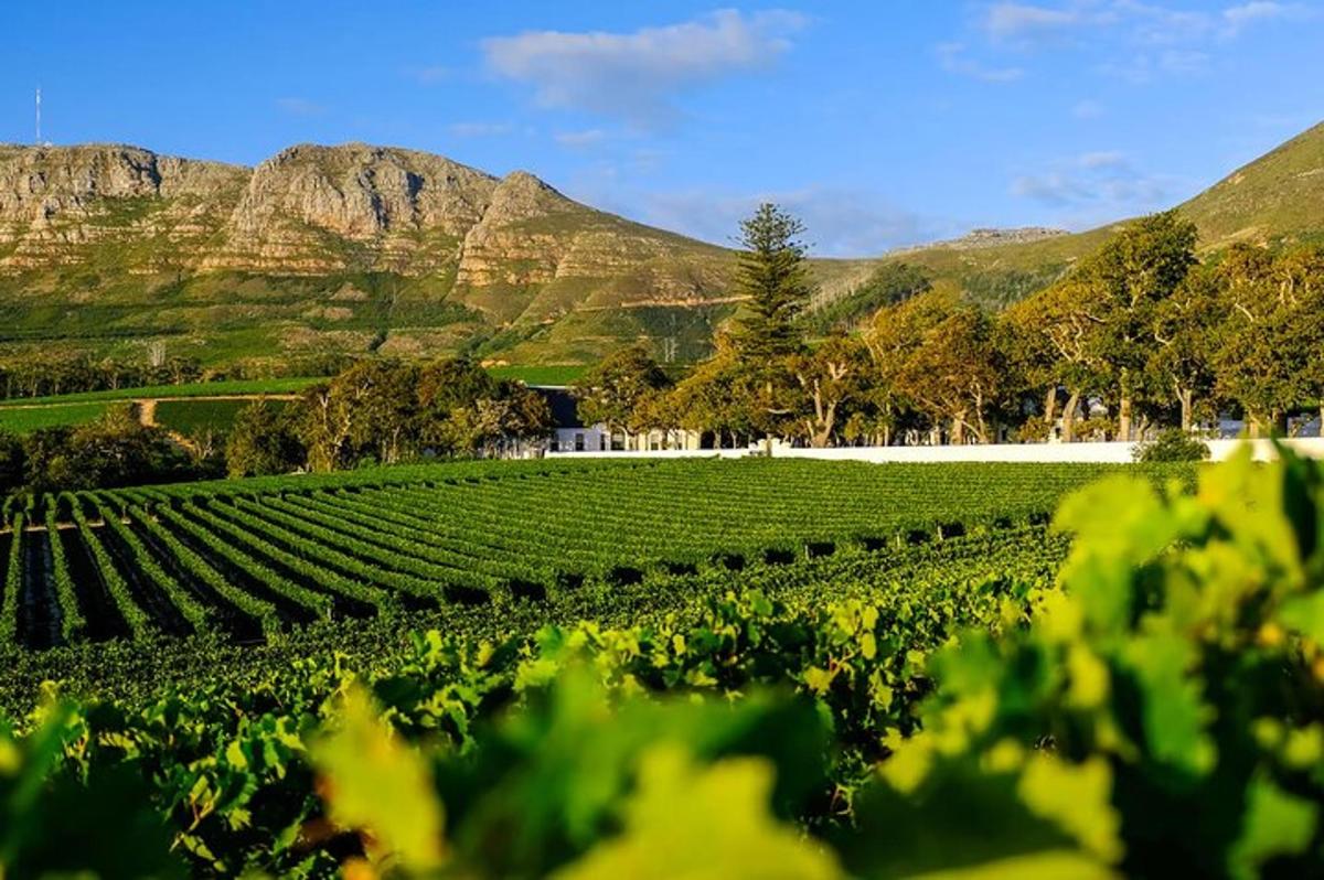 Un viñedo con montañas al fondo y plantas verdes.