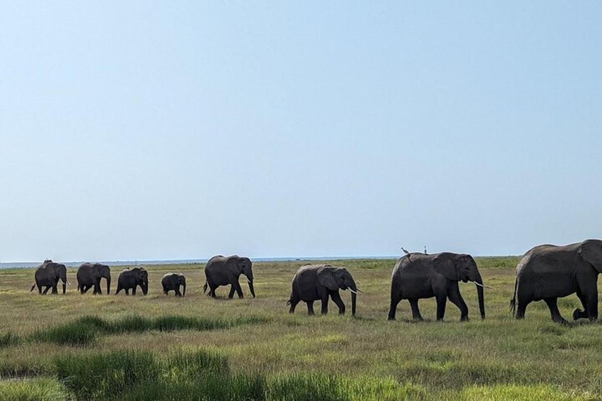 a herd of elephants walking across a field