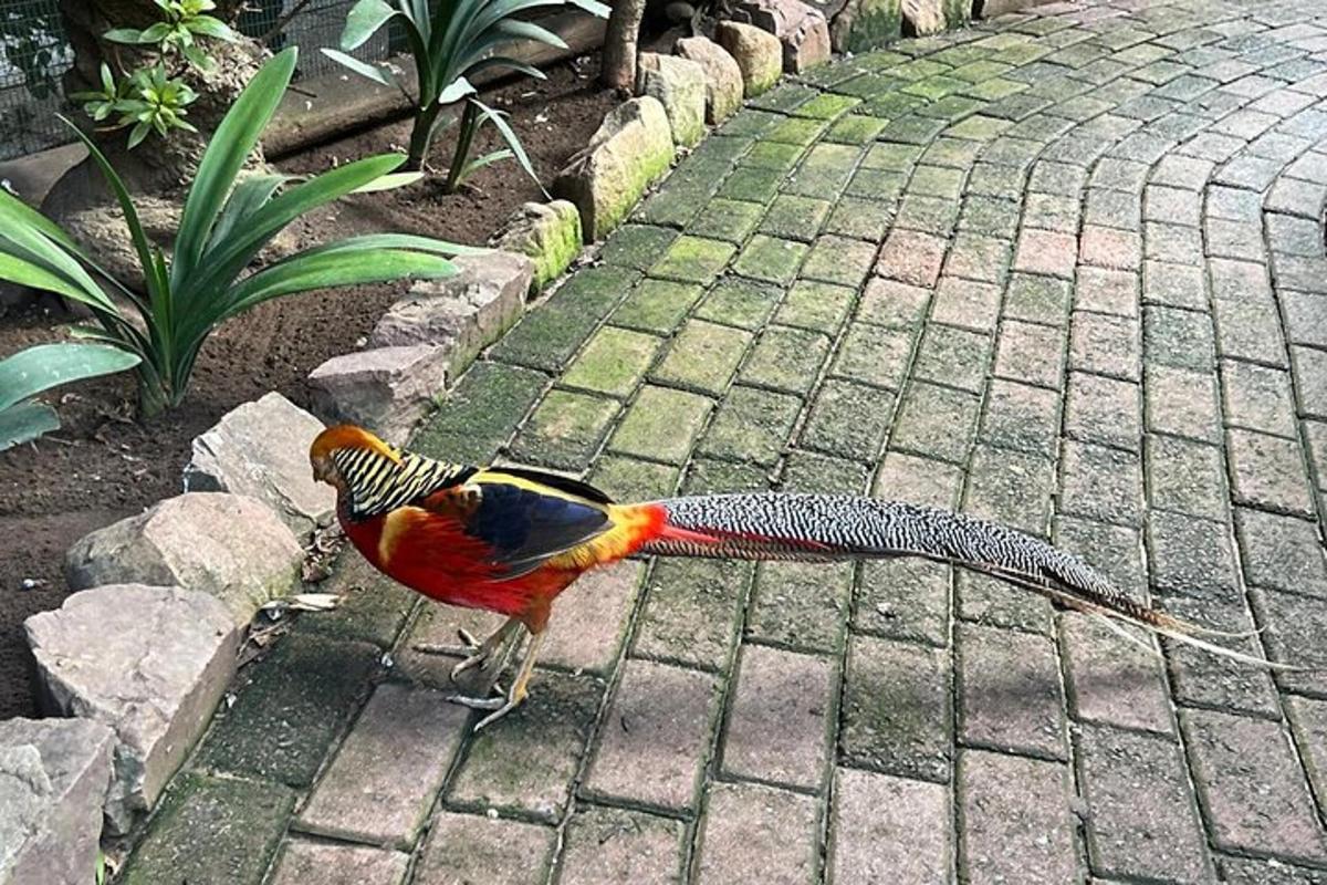 ein bunter Vogel, der auf einem gemauerten Bürgersteig steht