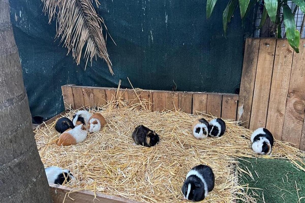 eine Gruppe von Pinguinbabys, die auf einem Heuhaufen liegen