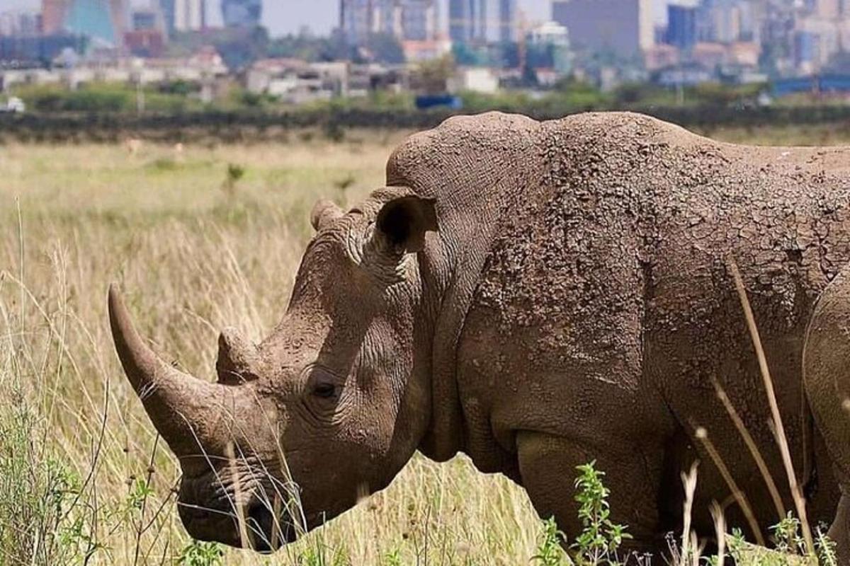 un elefante in piedi in un campo di erba alta