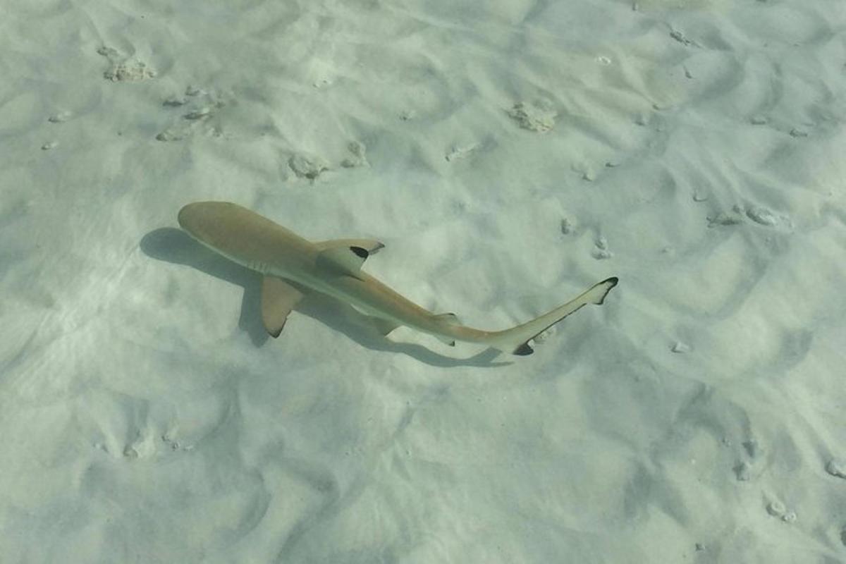 ein Hai, der im Wasser im Sand schwimmt
