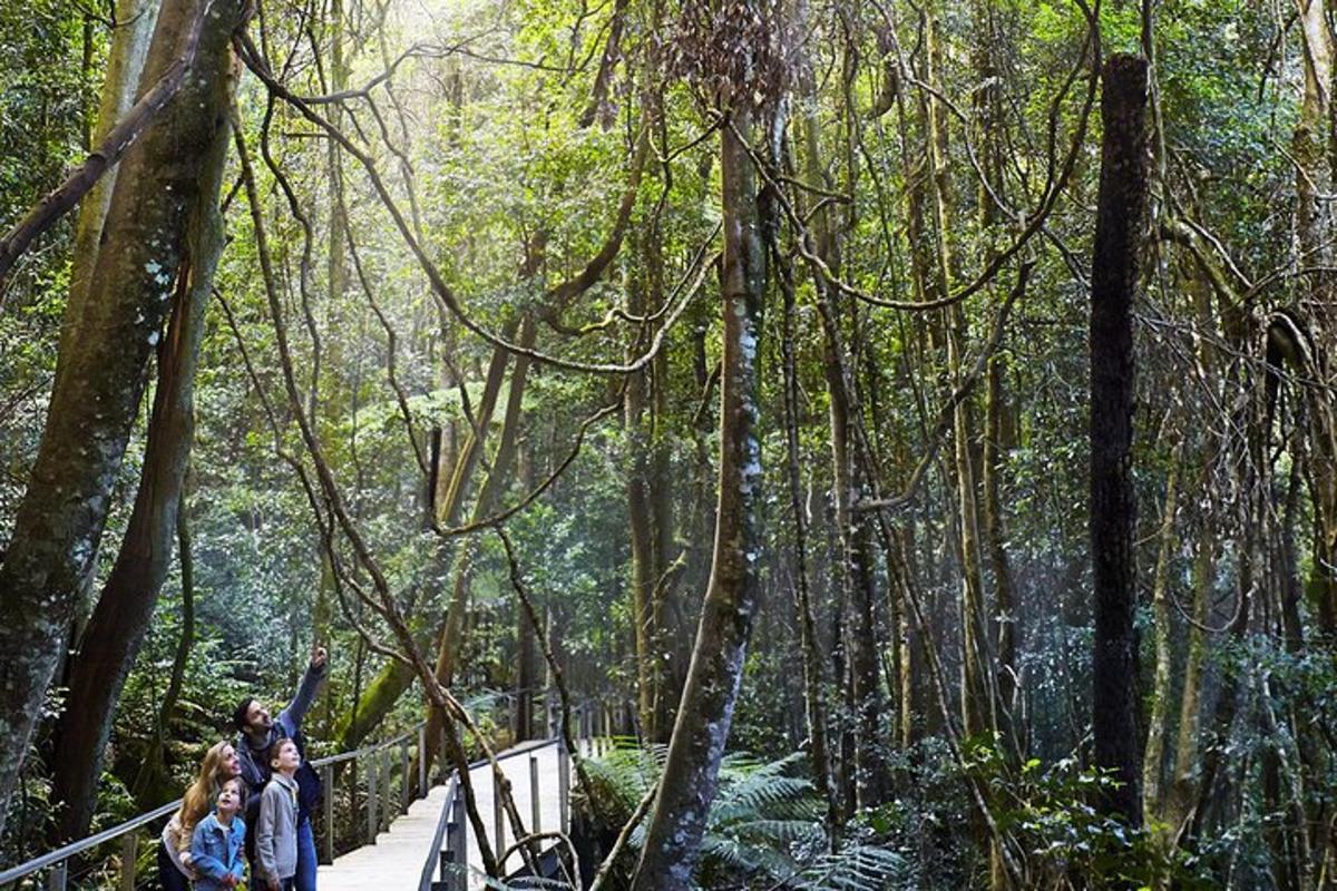 un gruppo di persone che camminano su un ponte in una foresta
