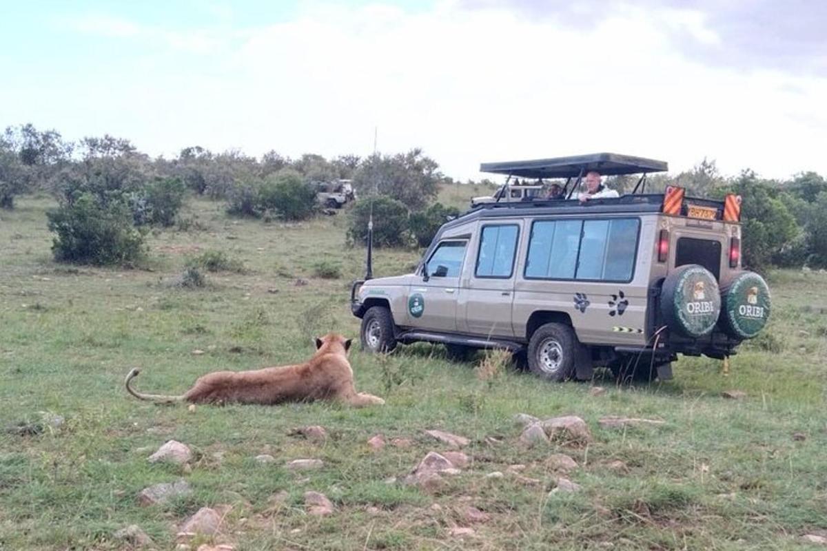 un leone sdraiato sull'erba accanto a un veicolo