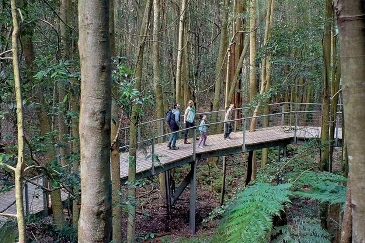 un gruppo di persone che camminano su un ponte nella foresta
