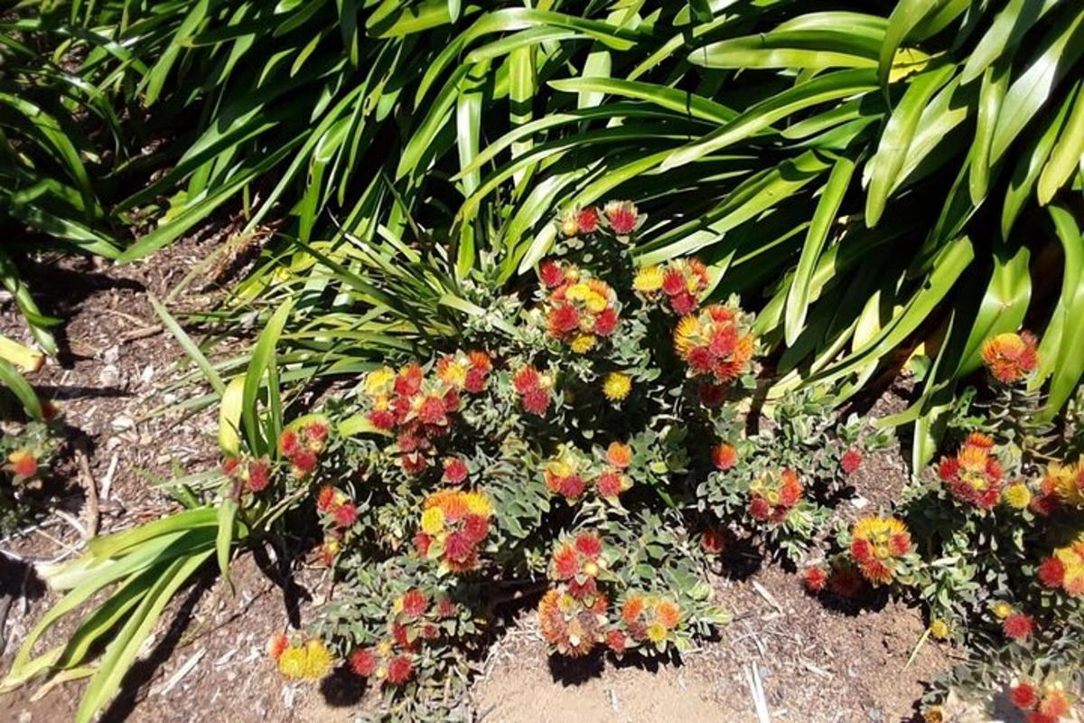 a garden with colorful flowers and plants