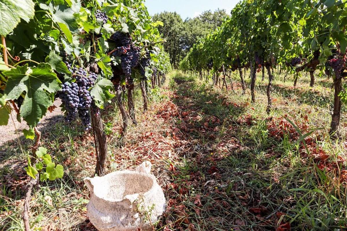 a row of grape plants in a field
