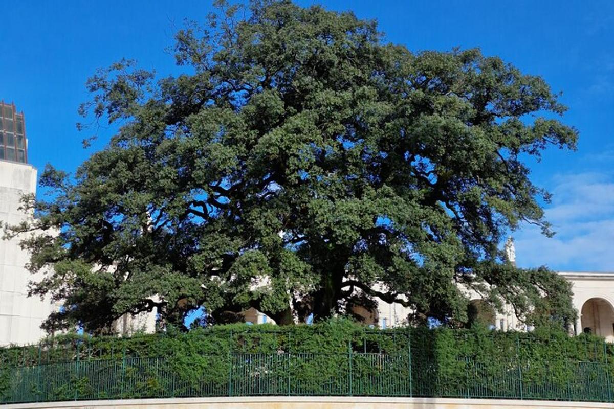 un grande albero dietro una recinzione di fronte a un edificio
