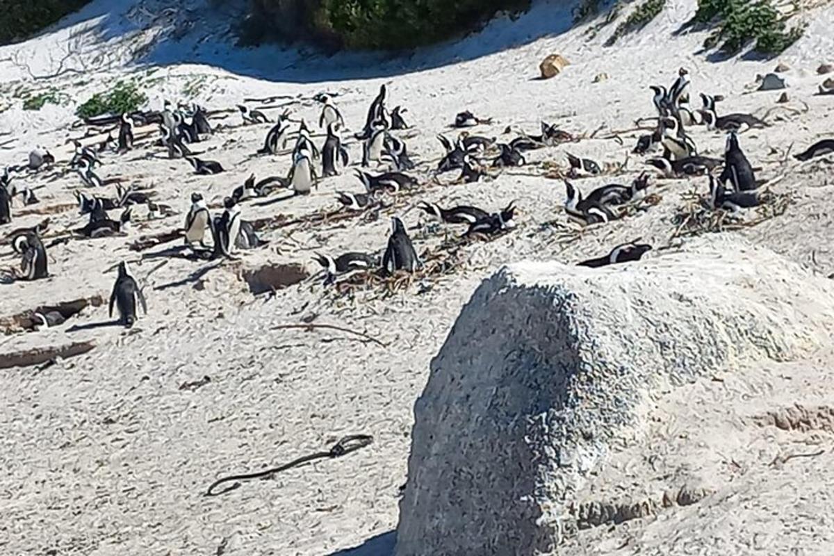 uno stormo di pinguini seduti su una spiaggia