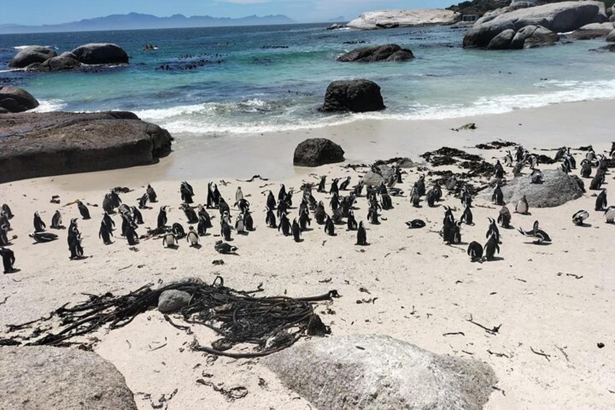 un gruppo di pinguini in piedi su una spiaggia
