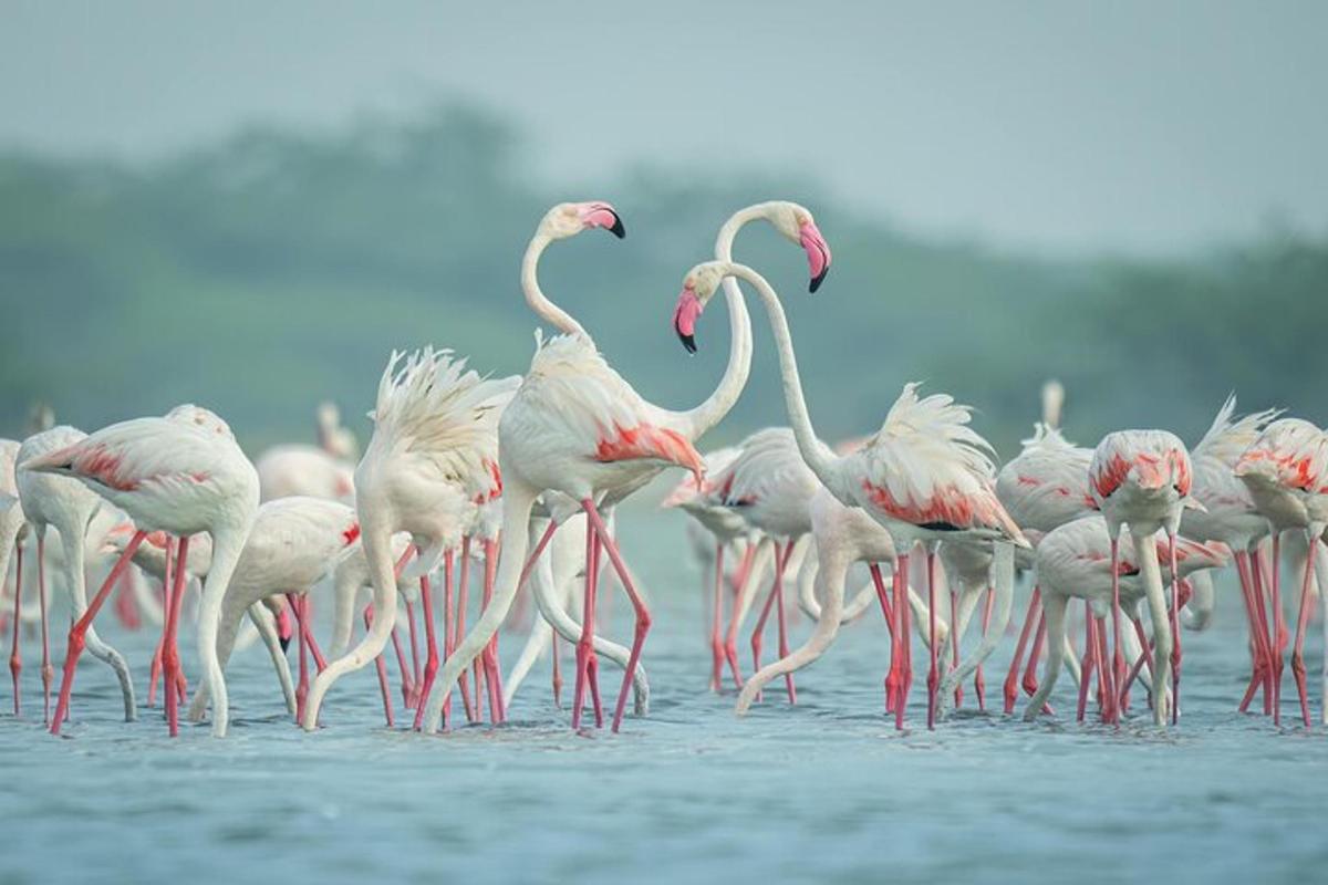 Flamingóflokkur stendur í vatninu