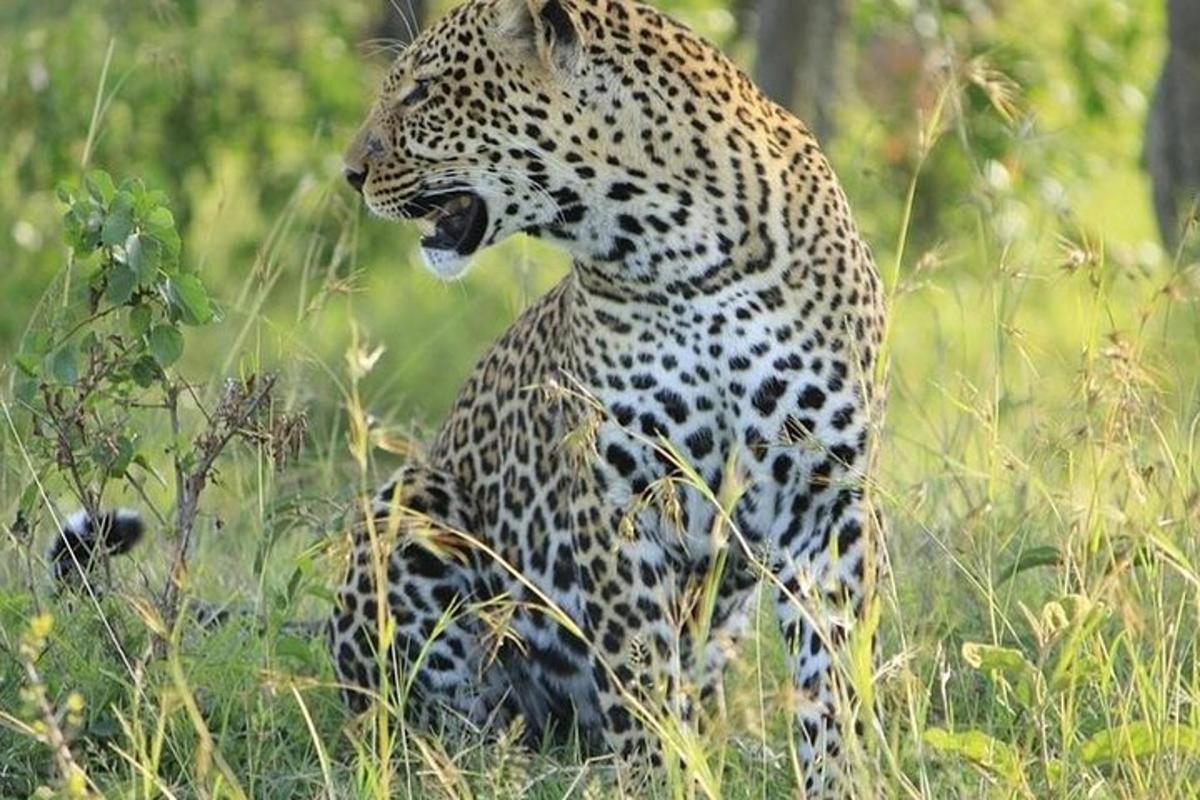 leopard sedící v trávě s otevřenou tlamou