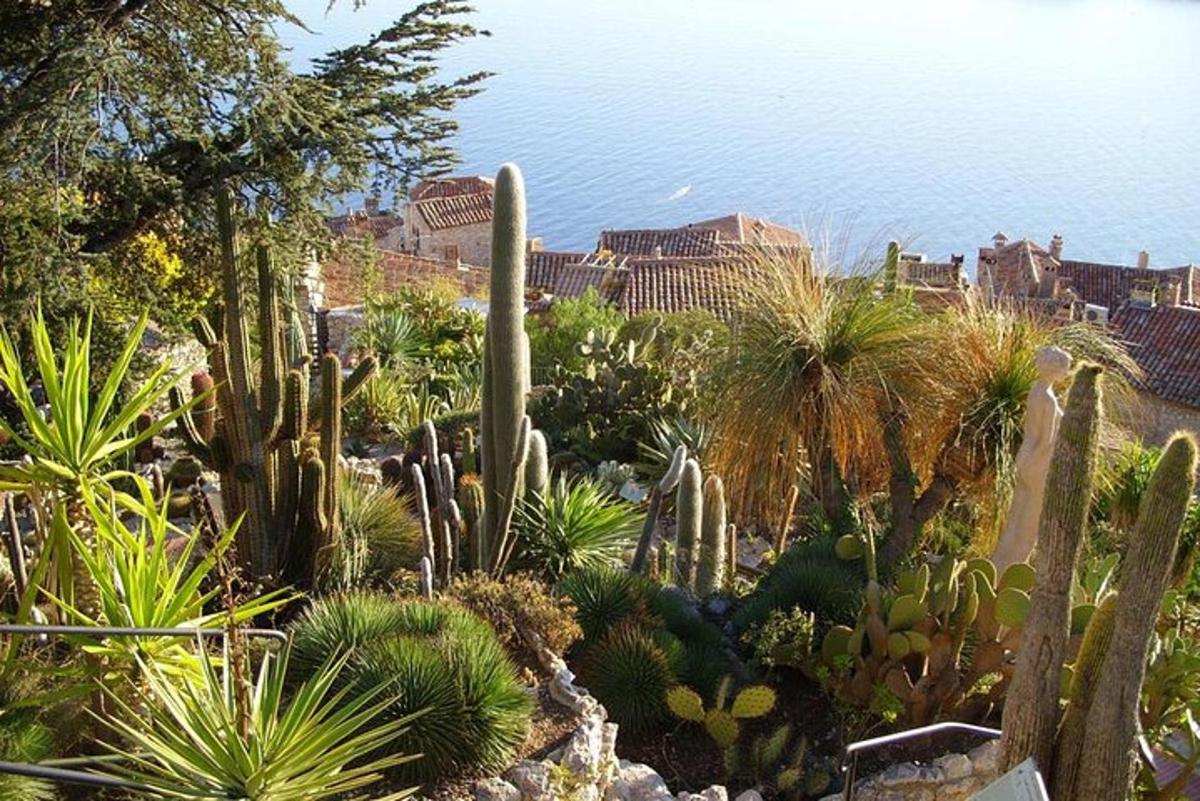 un giardino pieno di cactus e altre piante