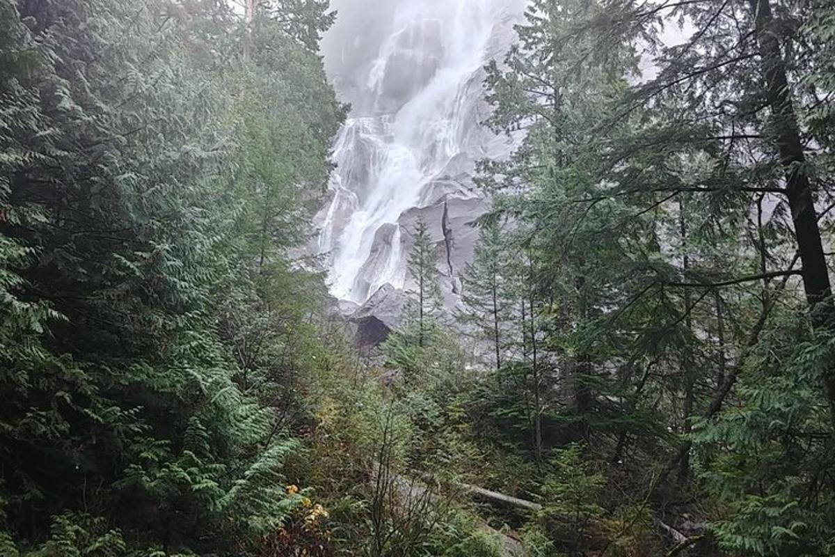 una cascata in mezzo a una foresta con alberi