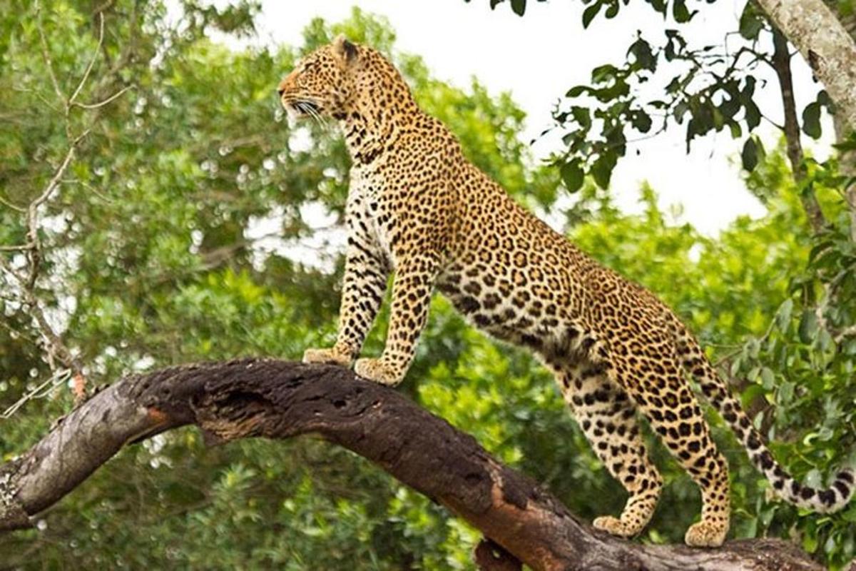 leopard stojaci na vrchole konára stromu