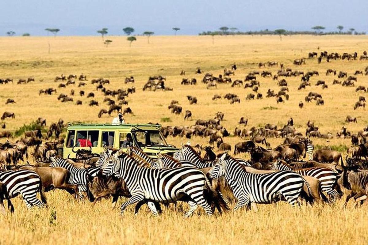 un ramat de zebres i altres animals en un camp