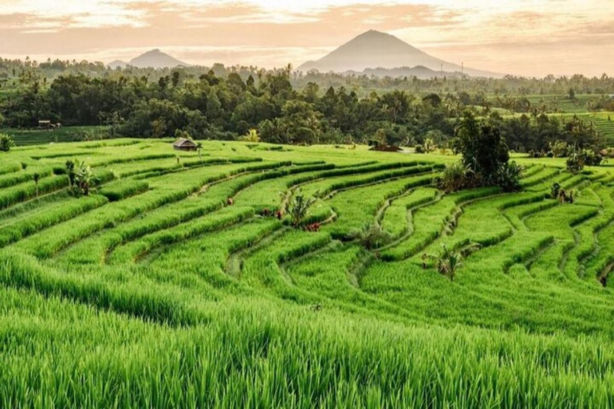 padang rumput hijau dengan latar belakang gunung