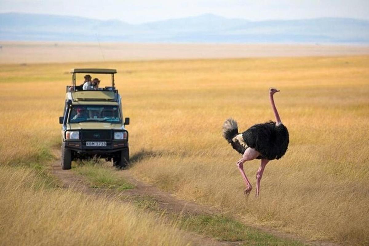 pštros běžící před safari truckem