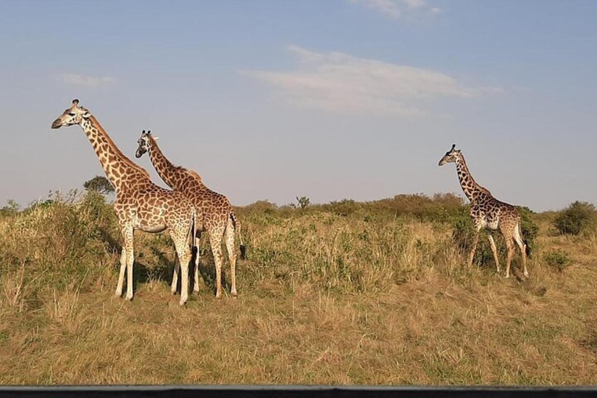un grup de girafes dempeus en un camp