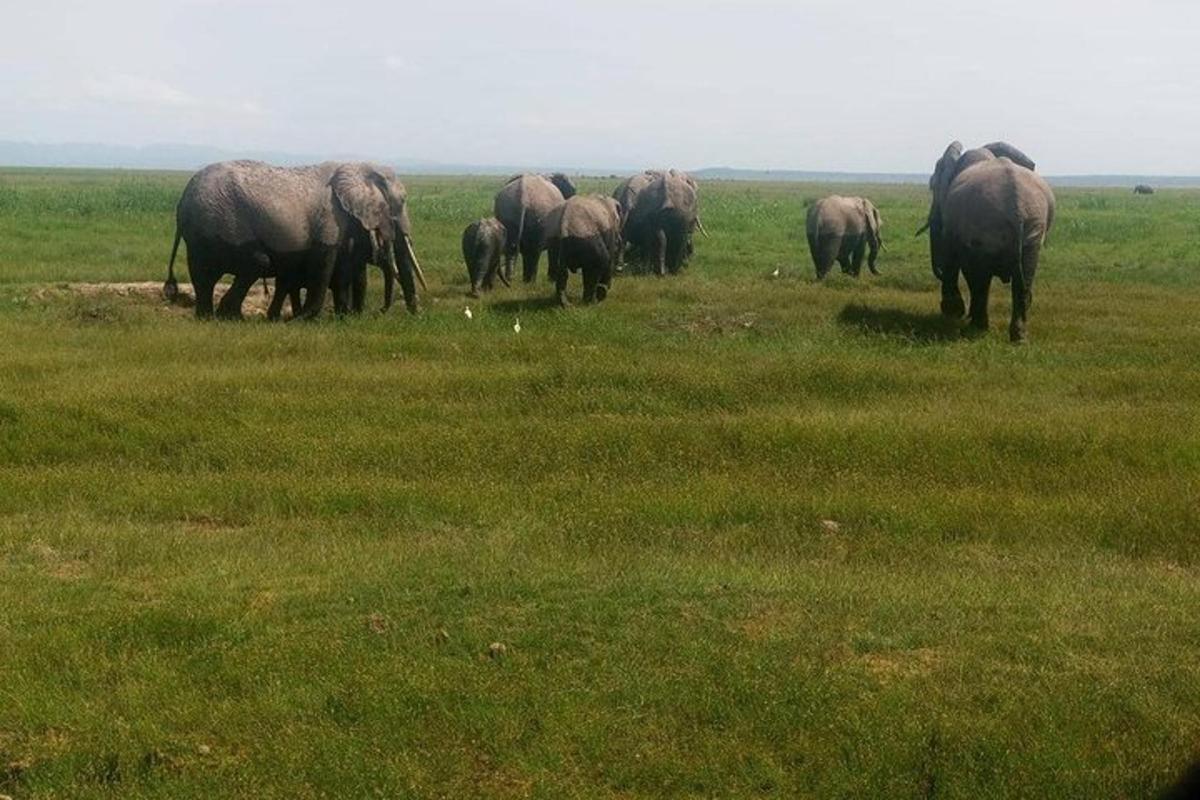 un ramat d'elefants dempeus en un camp