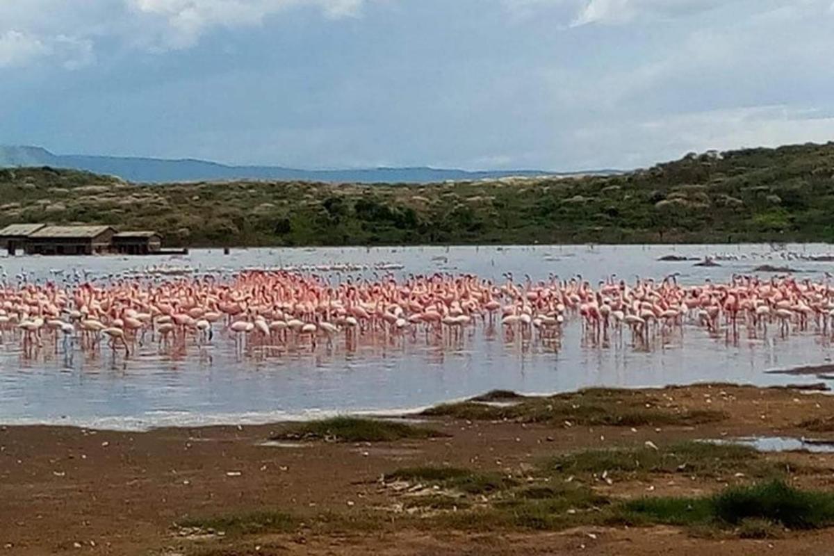 sekawan flamingo merah jambu berdiri di dalam air