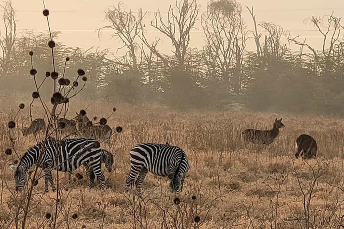 two zebras and other animals grazing in a field