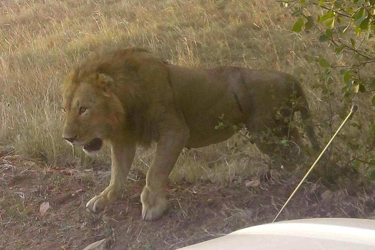 a lion standing in the grass next to a car
