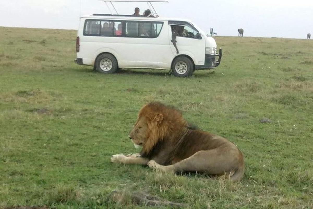 a lion laying in the grass next to a white van
