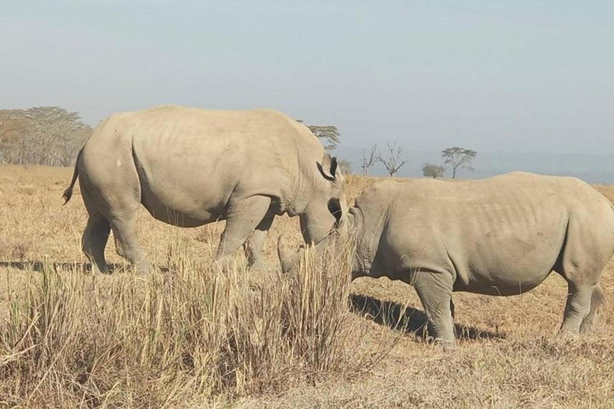 two elephants standing next to each other in a field