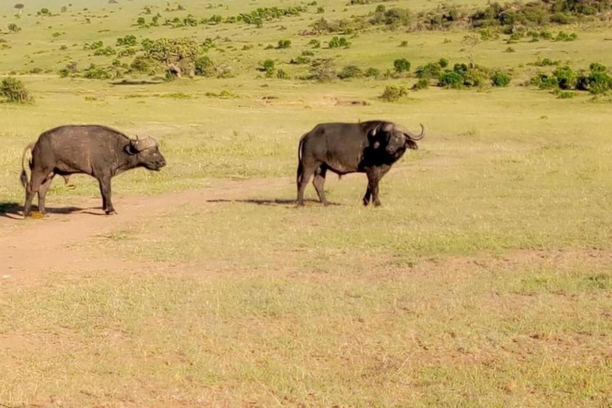 two animals standing in a field of grass