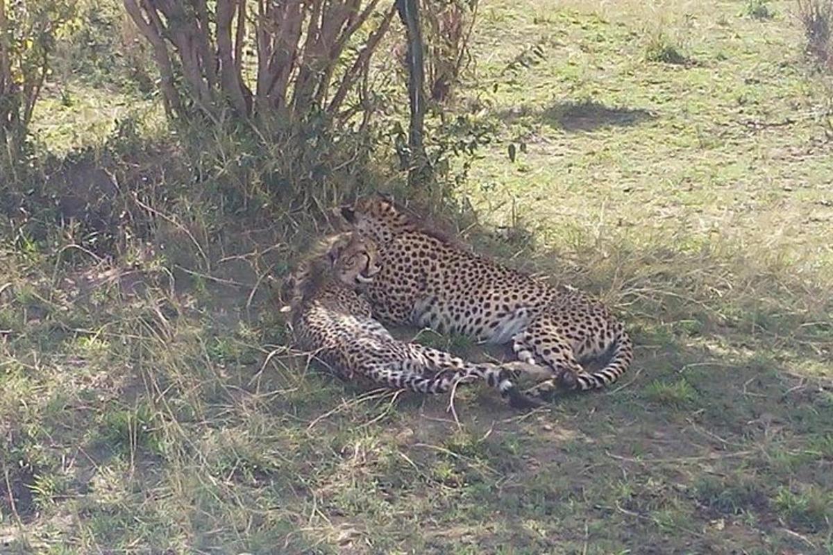 a cheetah laying on the ground in the grass
