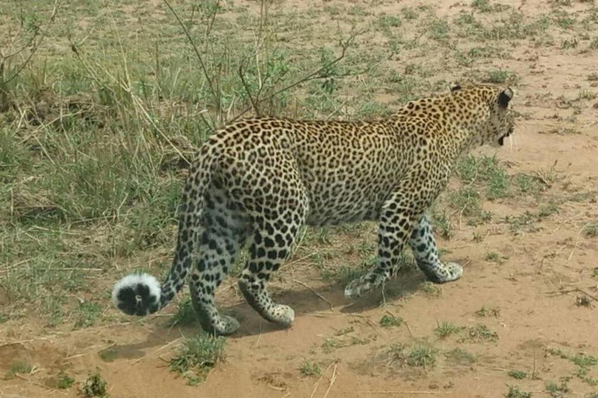 en leopard som står i jorden på et felt