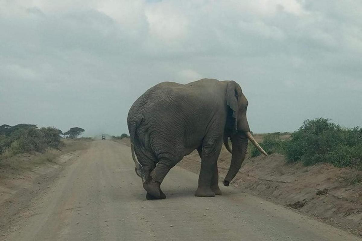 um elefante caminhando por uma estrada de terra