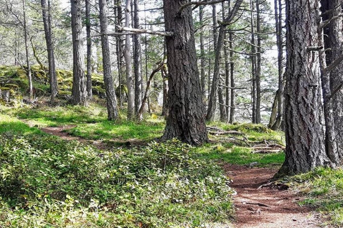 a dirt trail in a forest with trees