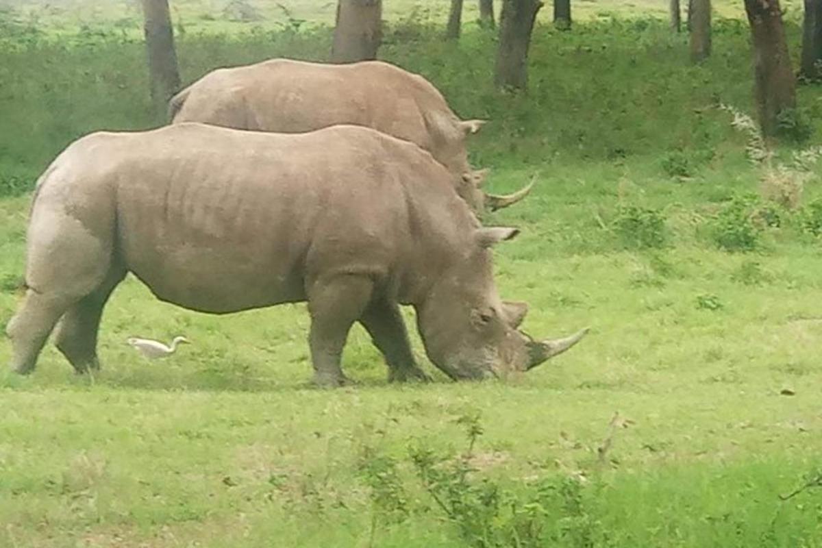 Dos rinocerontes pastando en un campo de hierba