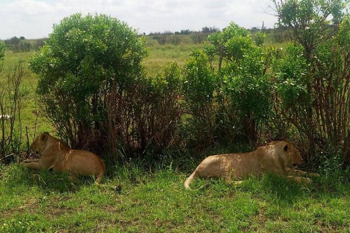 dua singa berbaring di rumput di ladang