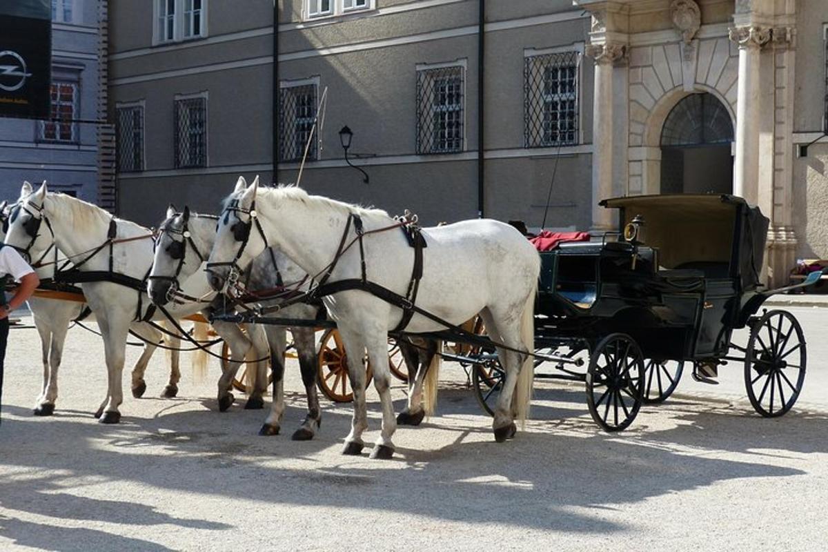 skupina belih konj, ki vlečejo kočijo po ulici
