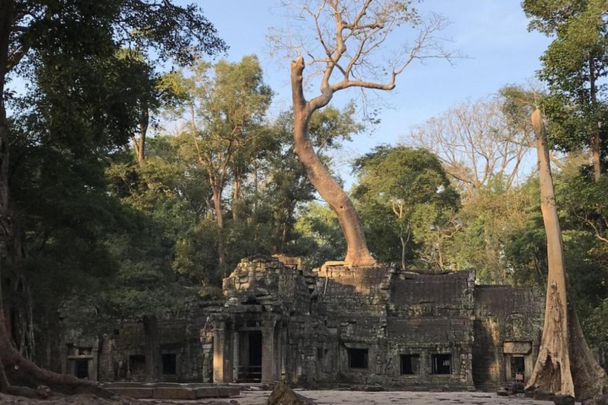 một tòa nhà cũ có một cái cây trên đỉnh