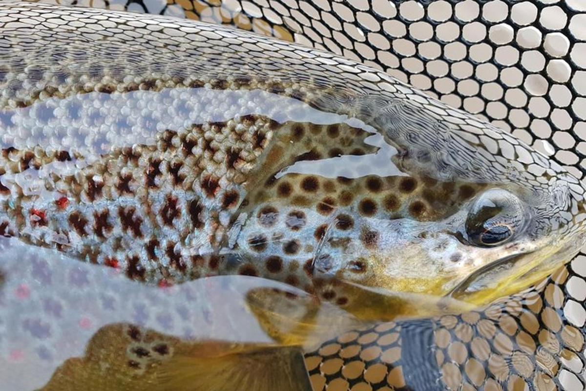 seekor ikan berada dalam jala