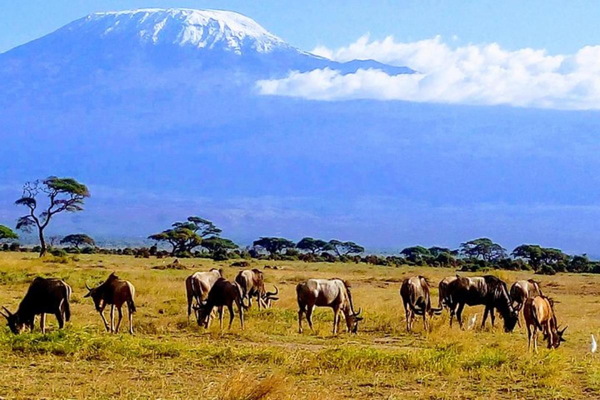una mandria di animali al pascolo in un campo con una montagna sullo sfondo