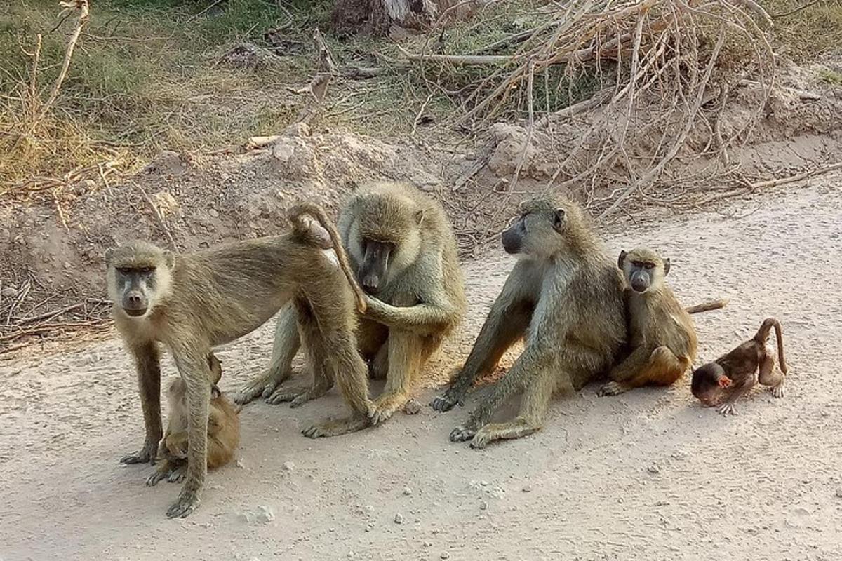 un gruppo di scimmie sedute su una strada sterrata