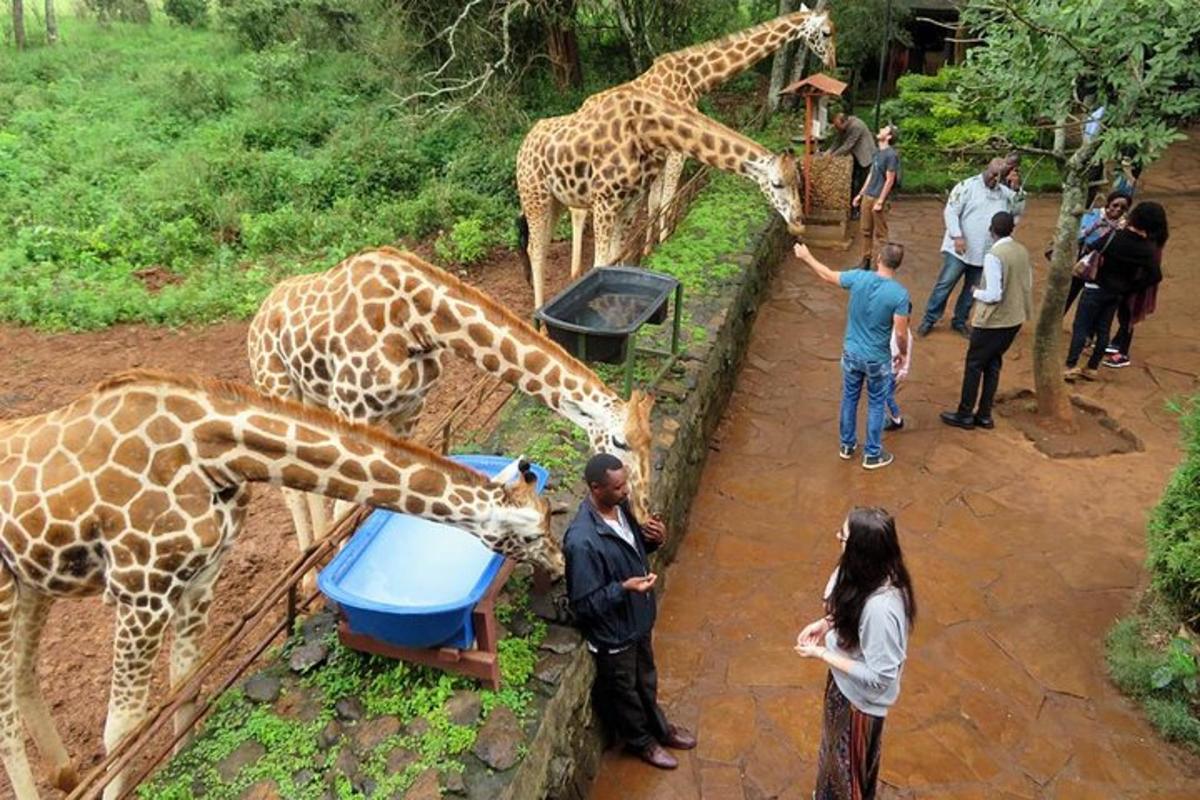 skupina lidí krmících žirafy v zoo