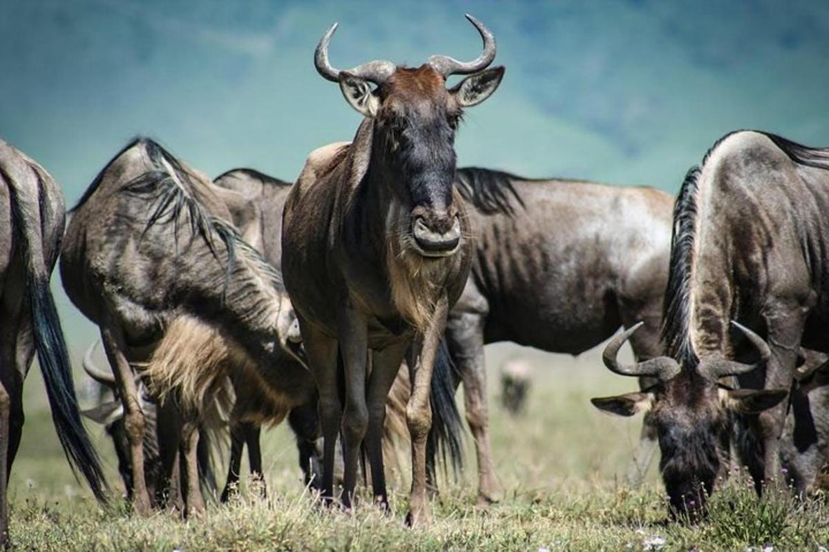 Un grupo de animales salvajes de pie en un campo