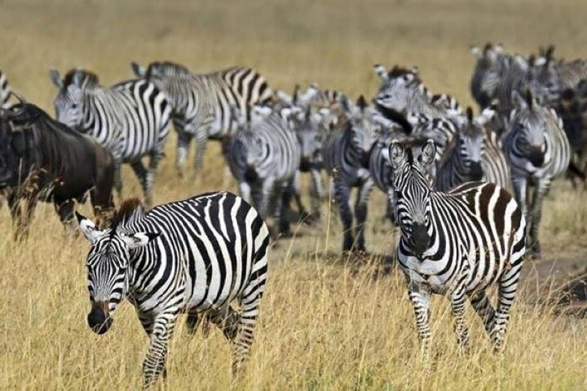 een kudde zebra's die in een veld staat