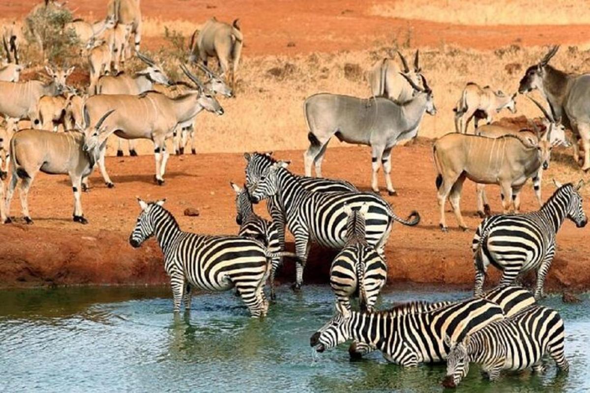 sekumpulan zebra dan antelop berdiri di dalam air