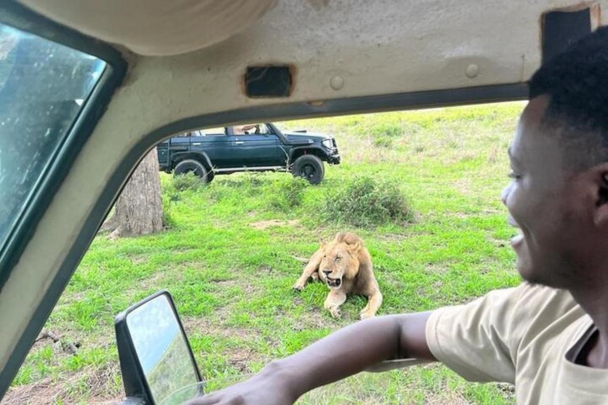 a man in a car looking at a lion in a field