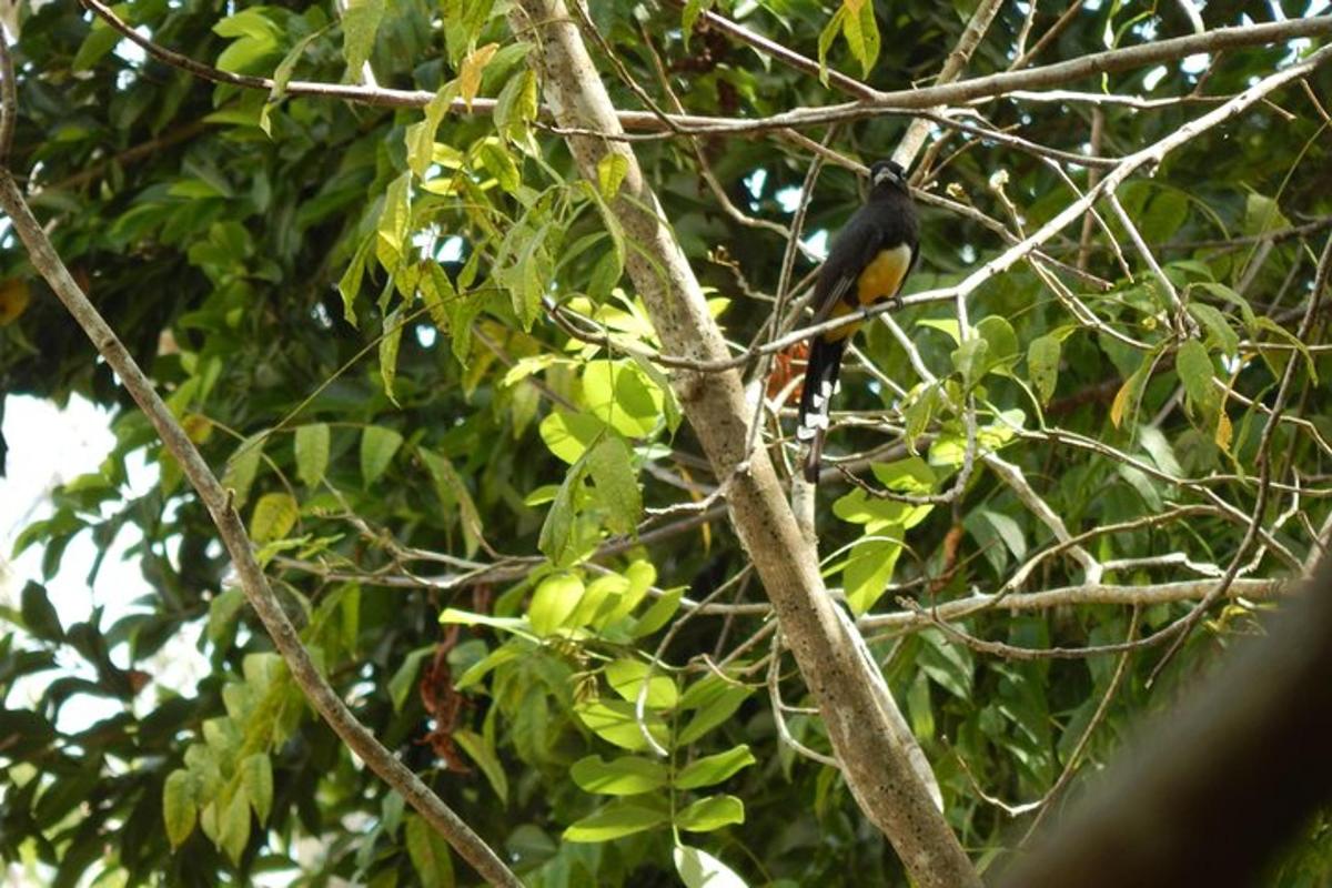 a bird perched on top of a tree branch