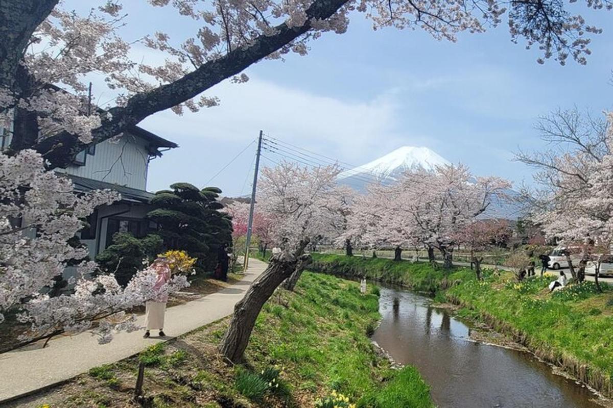 un fiume con alberi di akura e una montagna sullo sfondo